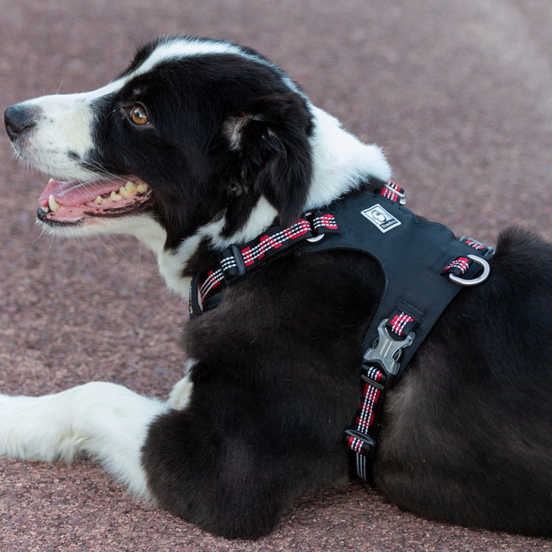 Lightweight 3M reflective Harness Black M