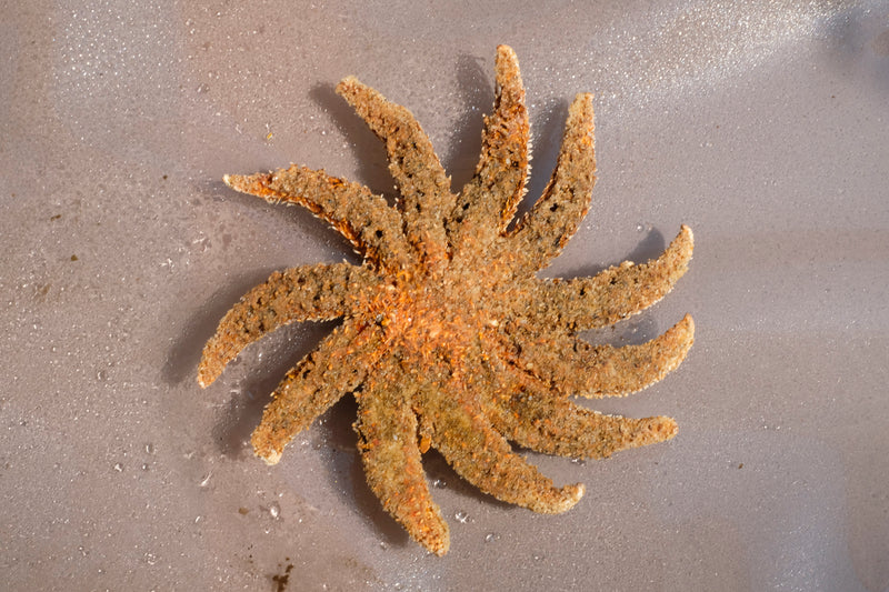 Silk Tabi Scarf Sea Stars