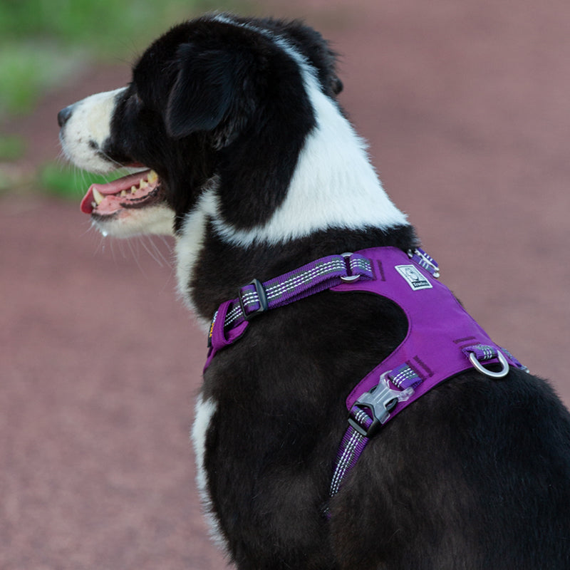 Lightweight 3M reflective Harness Purple S