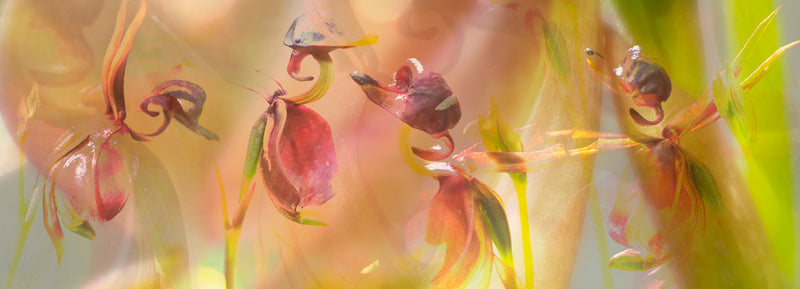 Silk Chiffon Scarf Flying Duck Orchid